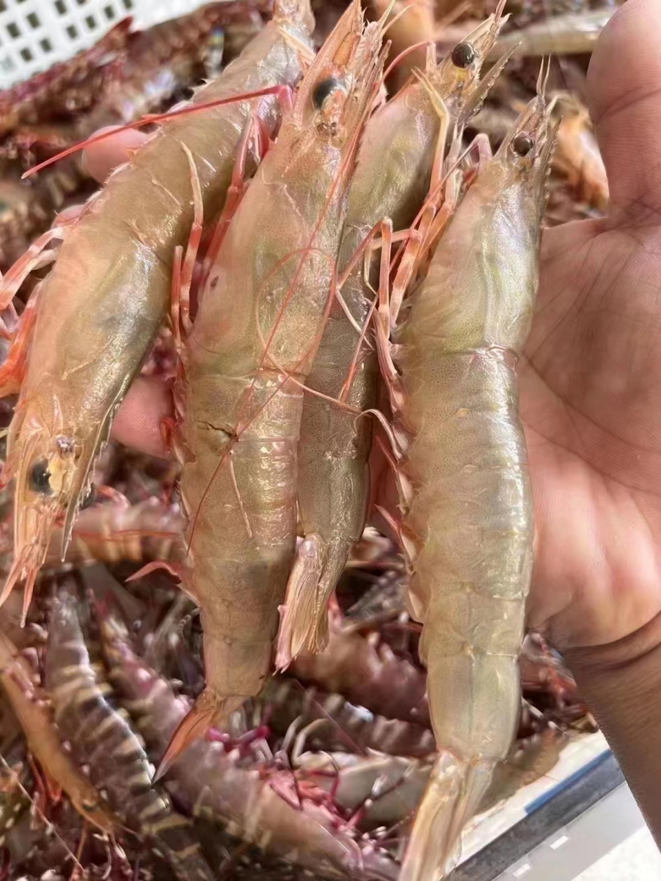 野生沙卢虾,一盒59!非常好吃补钙的海虾 白灼 油焖就可!