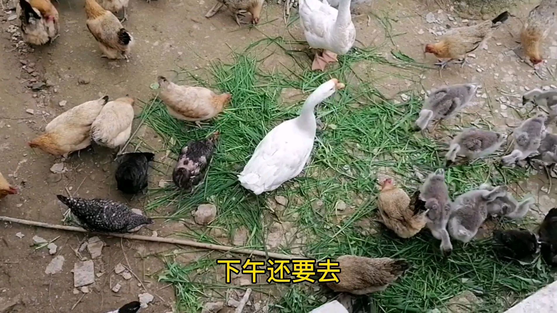 喂好鸡到田里扒败草顺便带回去喂小鹅,一举两得