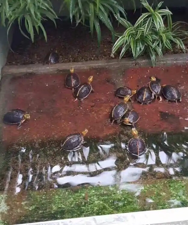 黄缘龟专业养殖,养殖场场直供
