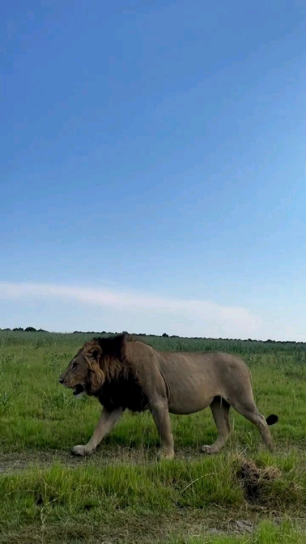 巡视领地的雄狮