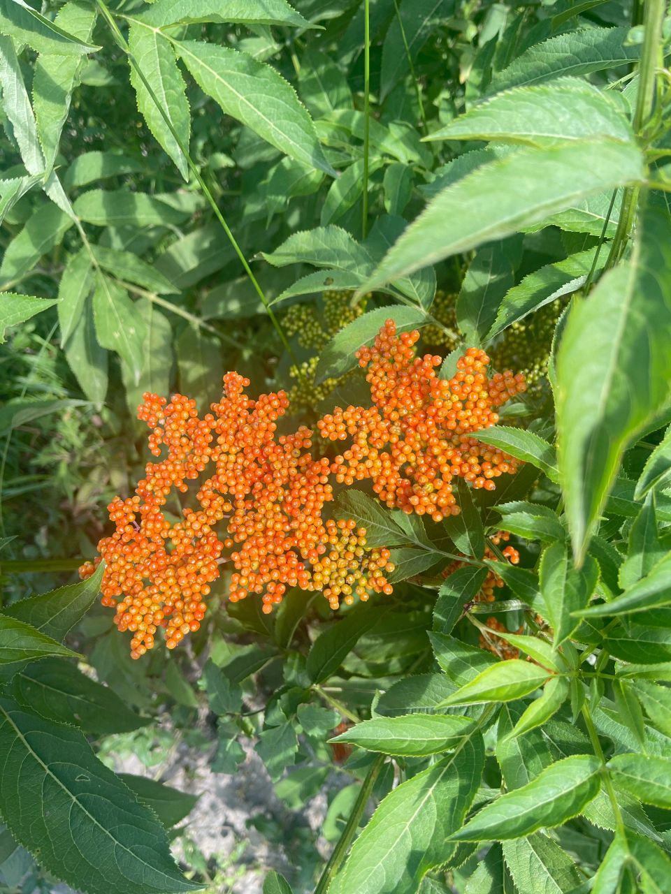 哪位大神认识,真是接骨草吗?