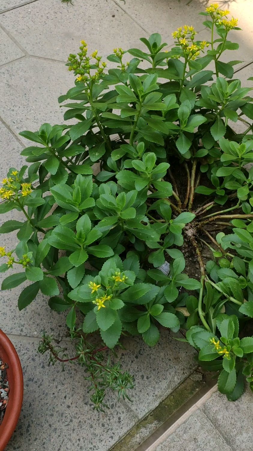 景天三七又叫救心菜金不换养起来还很简单