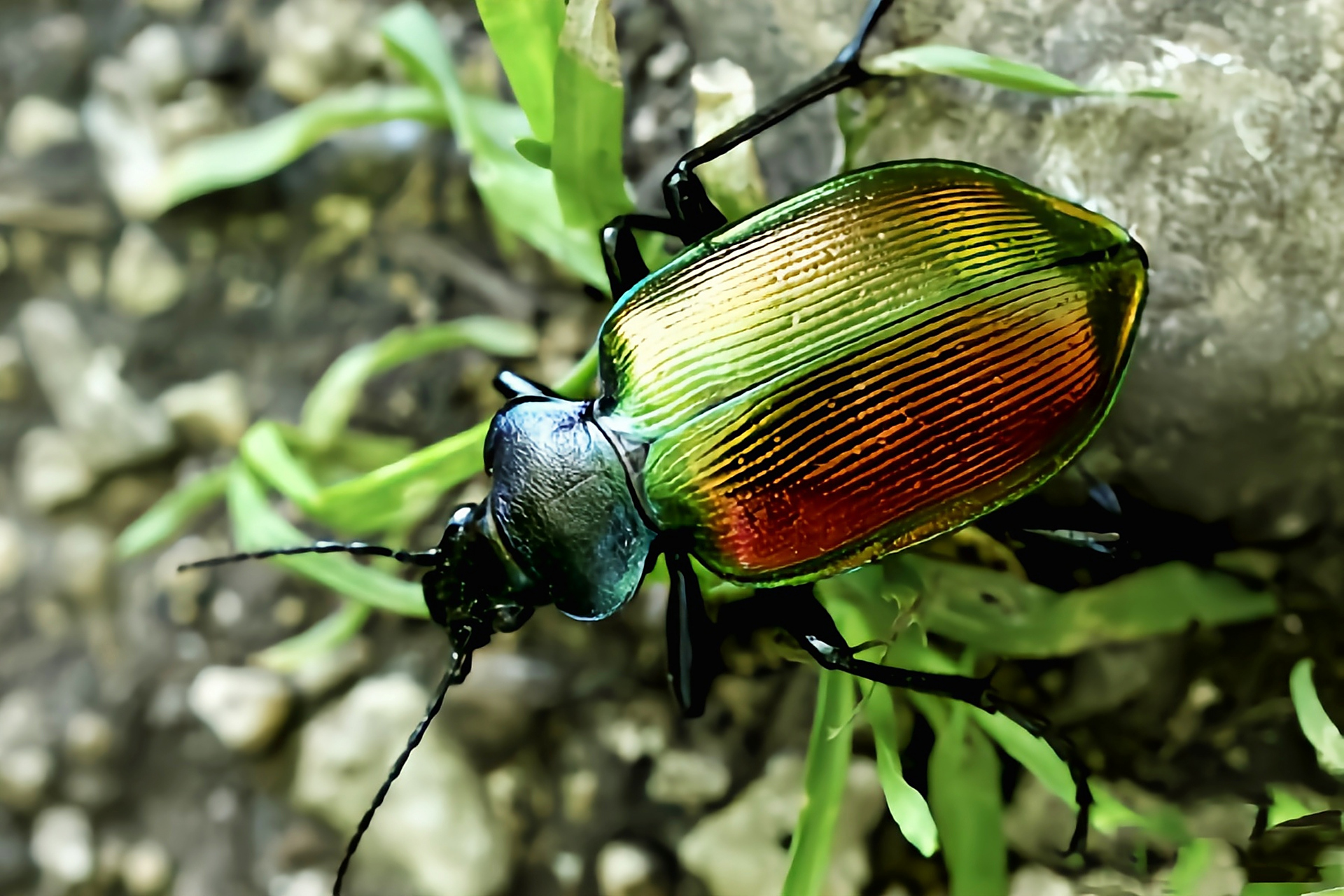 每天认识一种昆虫——疆星步甲 疆星步甲原产于欧