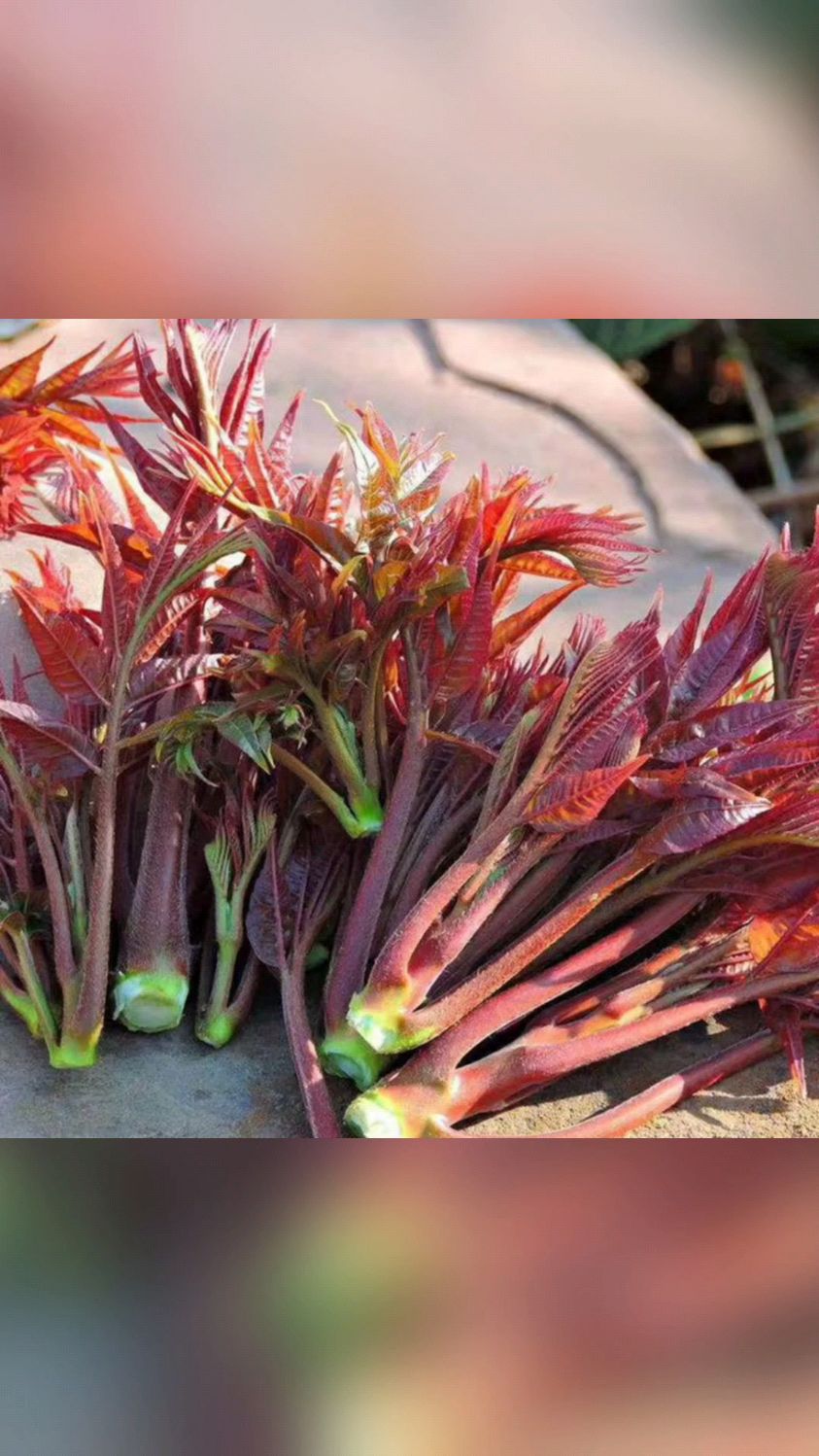 红油香椿,品质上等!香味浓郁,营养丰富!-度小视