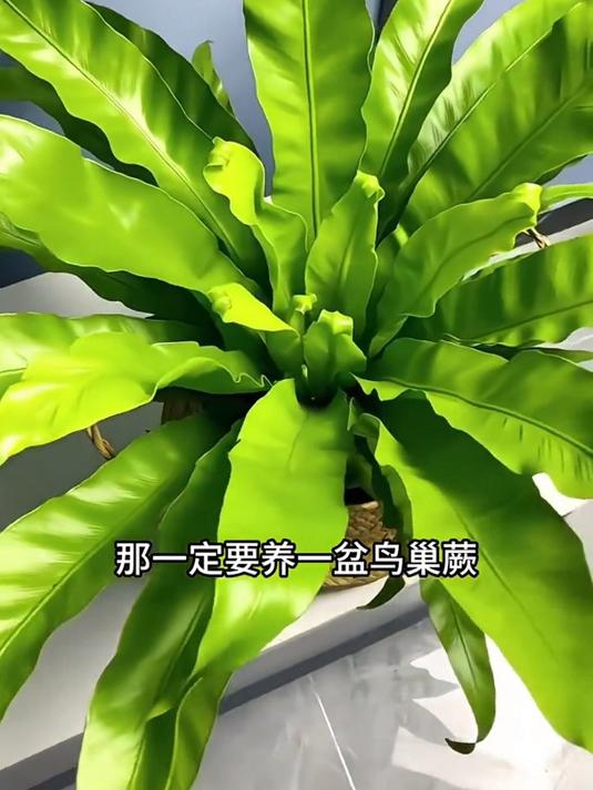 鸟巢蕨:独特的植物,给你独特的享受!