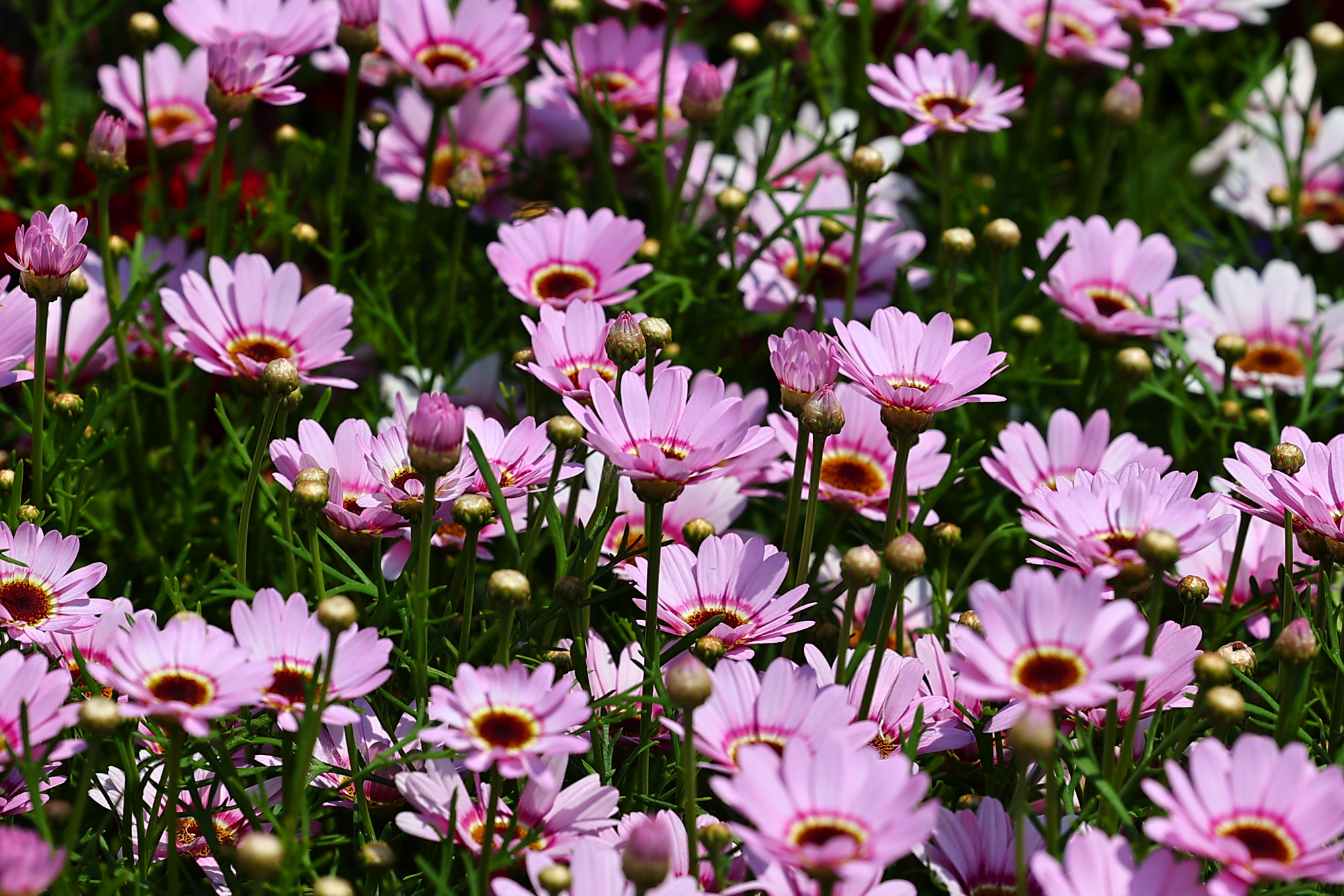 木茼蒿的浪漫你知道吗