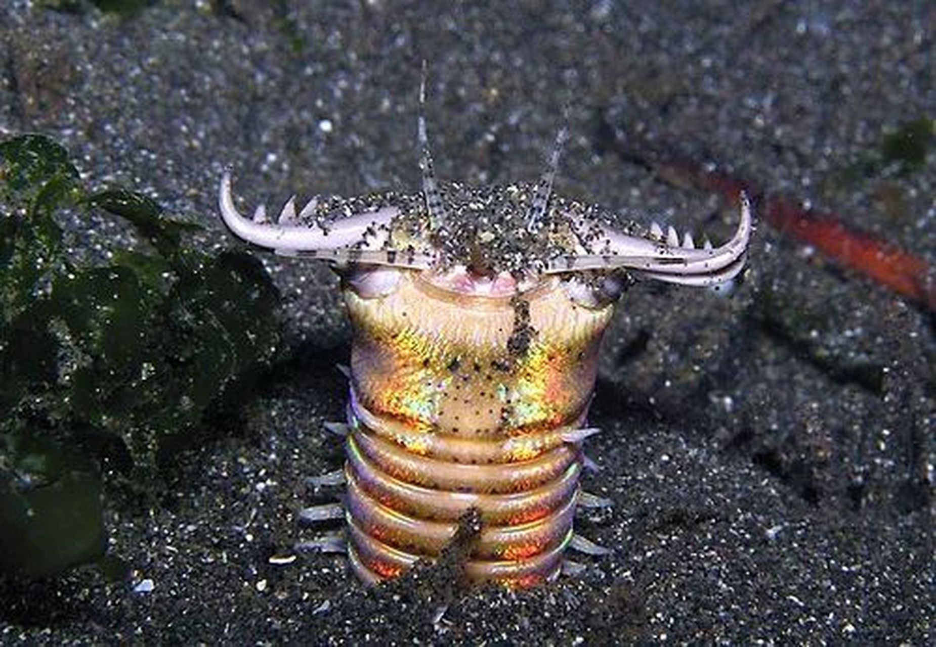 它们属于节肢动物门,具有独特的特征和生态习性.