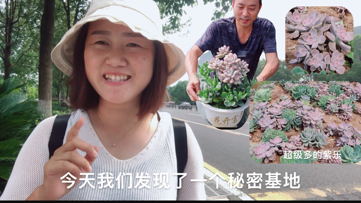 发现新的多肉基地,好多大家喜欢的品种,走一起看看有哪些?