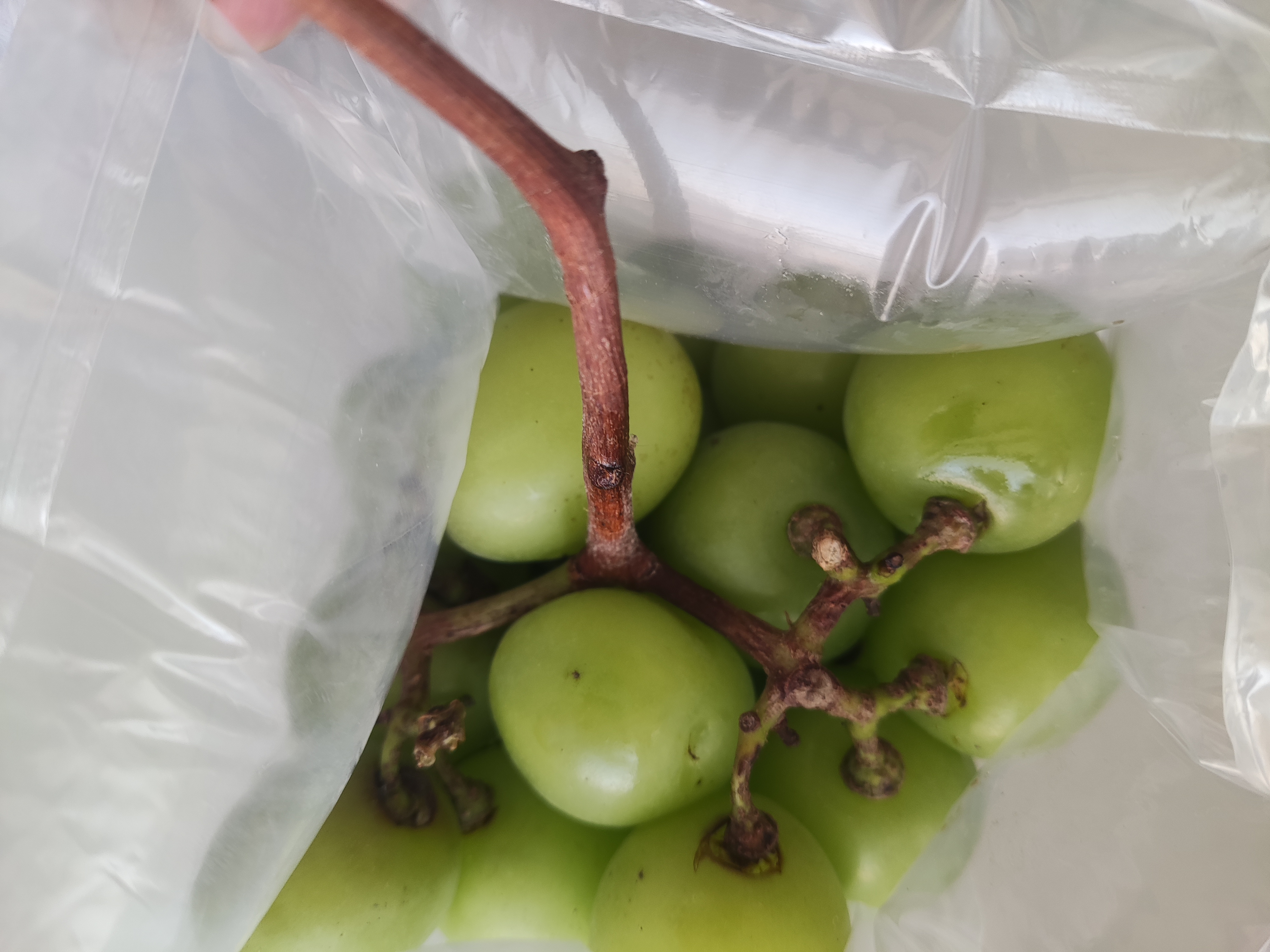 到来之遥远的云南的快递包裹打开一看是一种叫做香印无籽青提葡萄水果