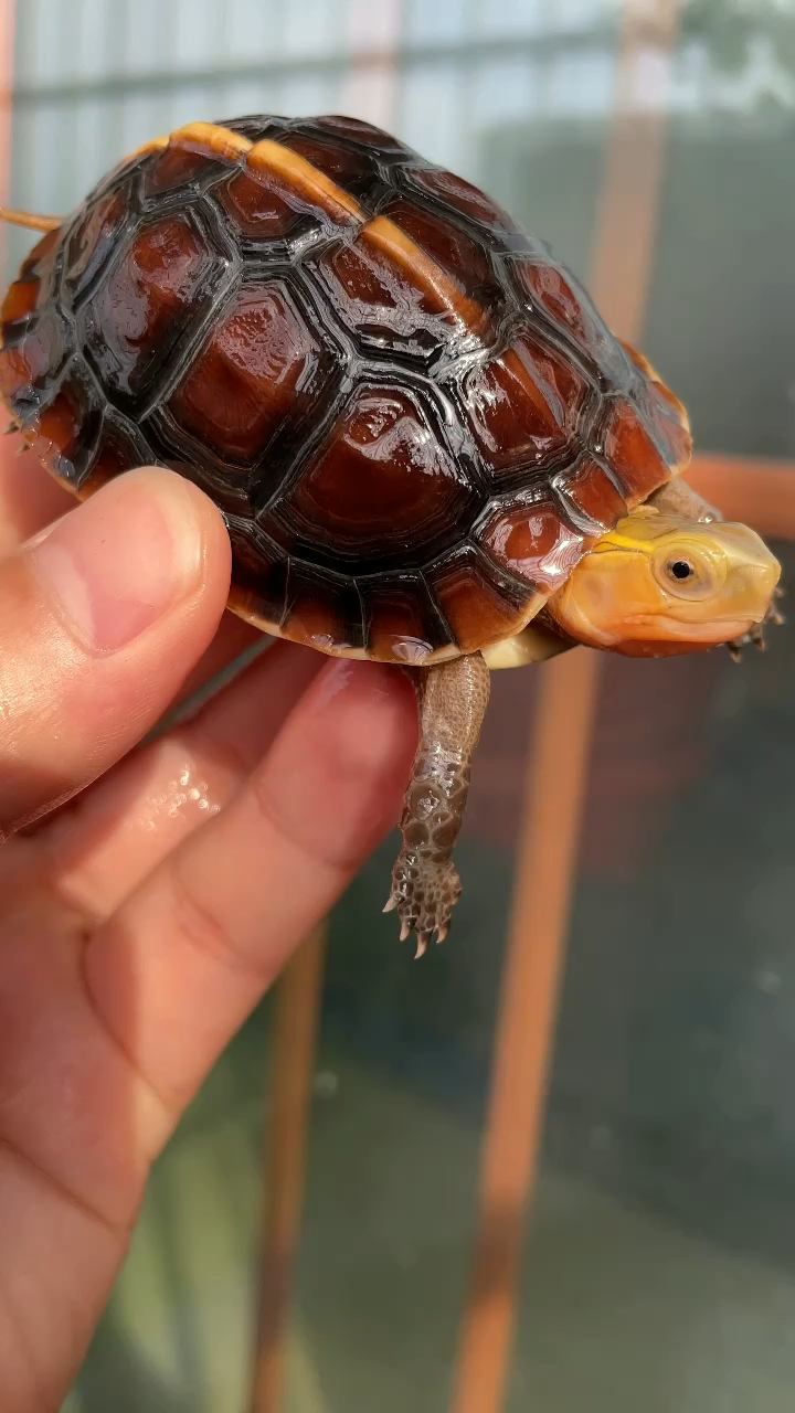中国红黄缘闭壳龟 极品血红