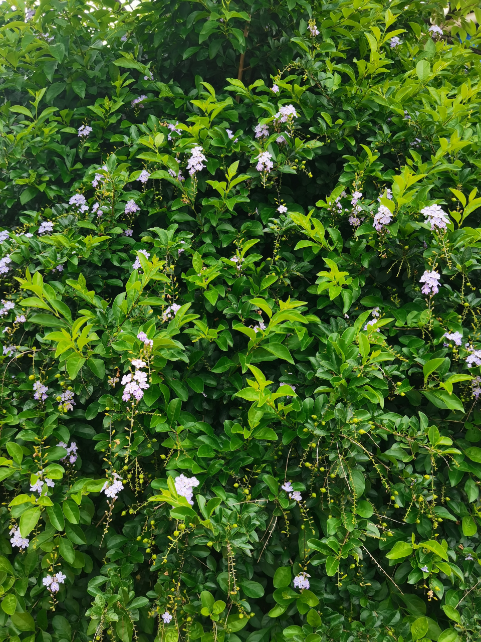 假连翘花期长而花美丽,是一种很好的绿篱植物,得益于其根系发达等