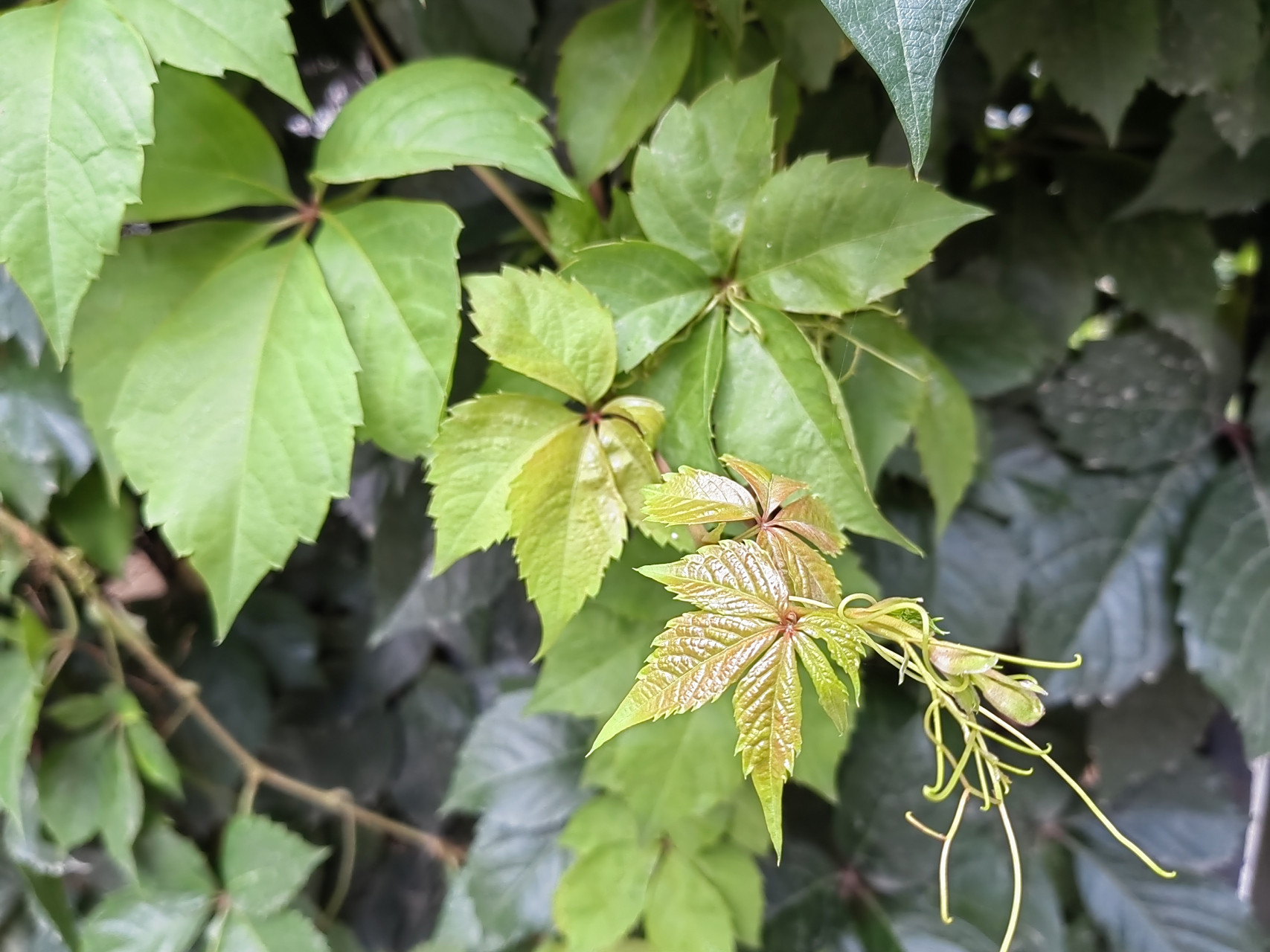 五叶地锦(五叶爬山虎)好是好,一长一大片,用于铺地或怕围栏都挺好的