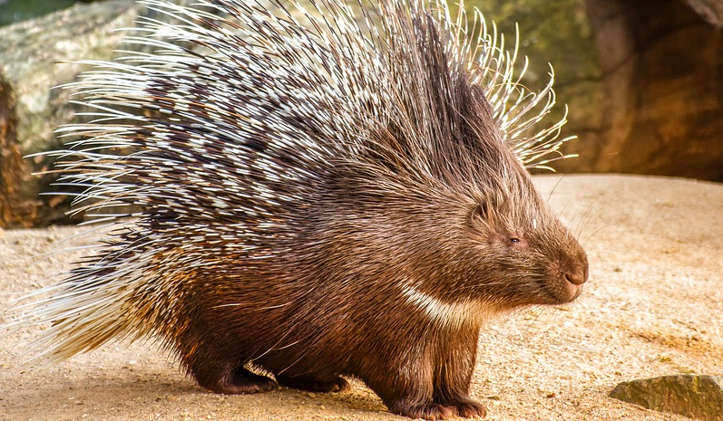 豪猪是怎么发射刺的呢?