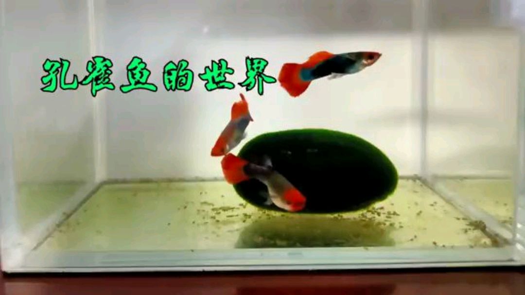 孔雀鱼漂亮,生命却短暂,余月养的能活3年,你养的寿命有多长?