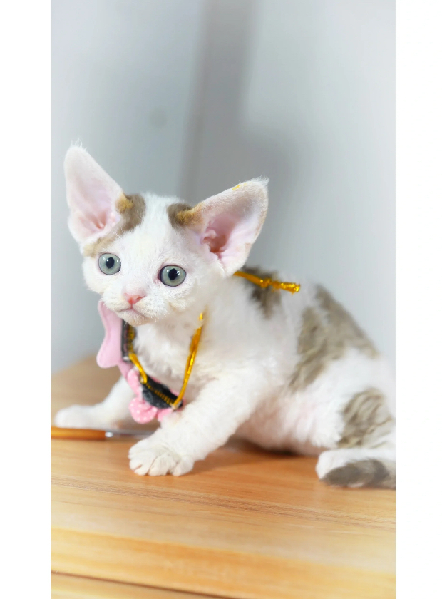 自己繁殖德文猫多少钱,花色繁多