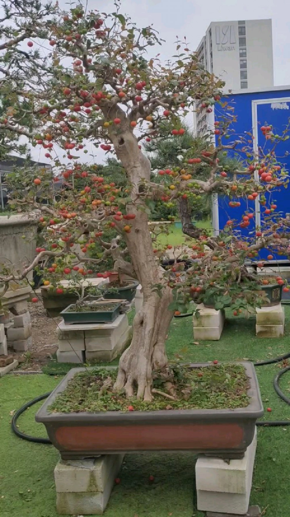 巴西红果树盆景图片