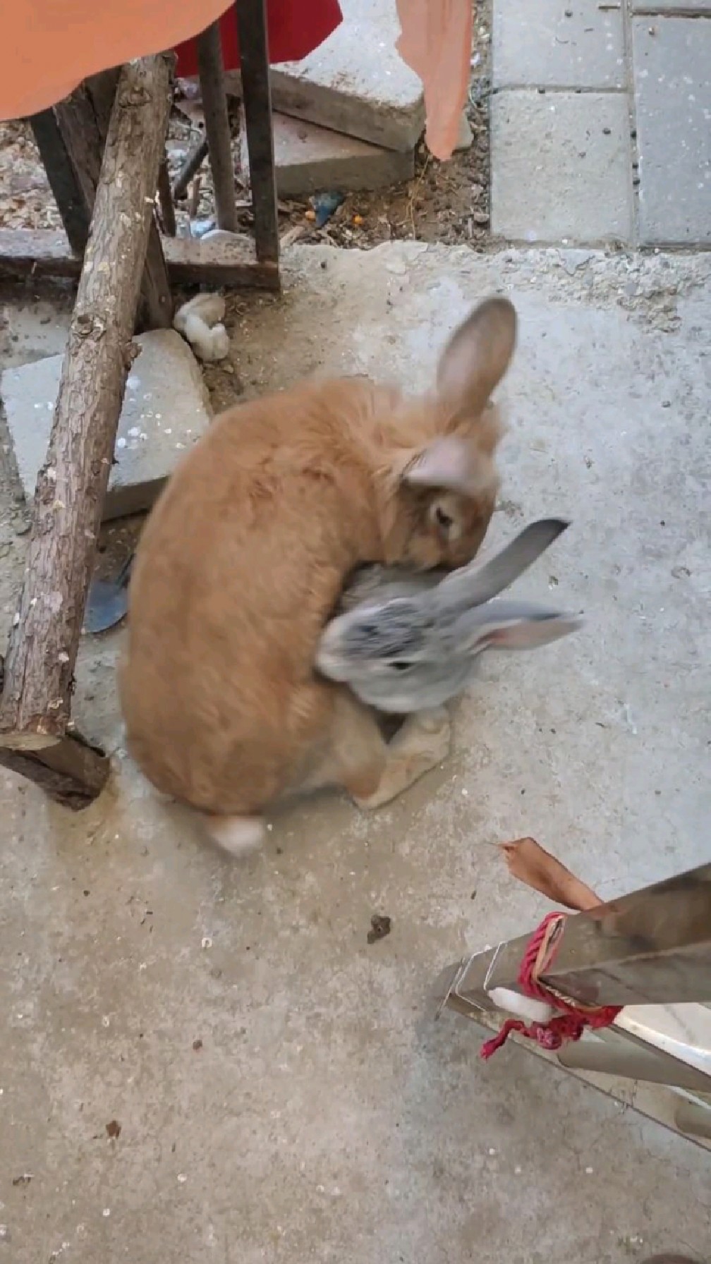 双兔傍地走,安能辨我是雌雄?