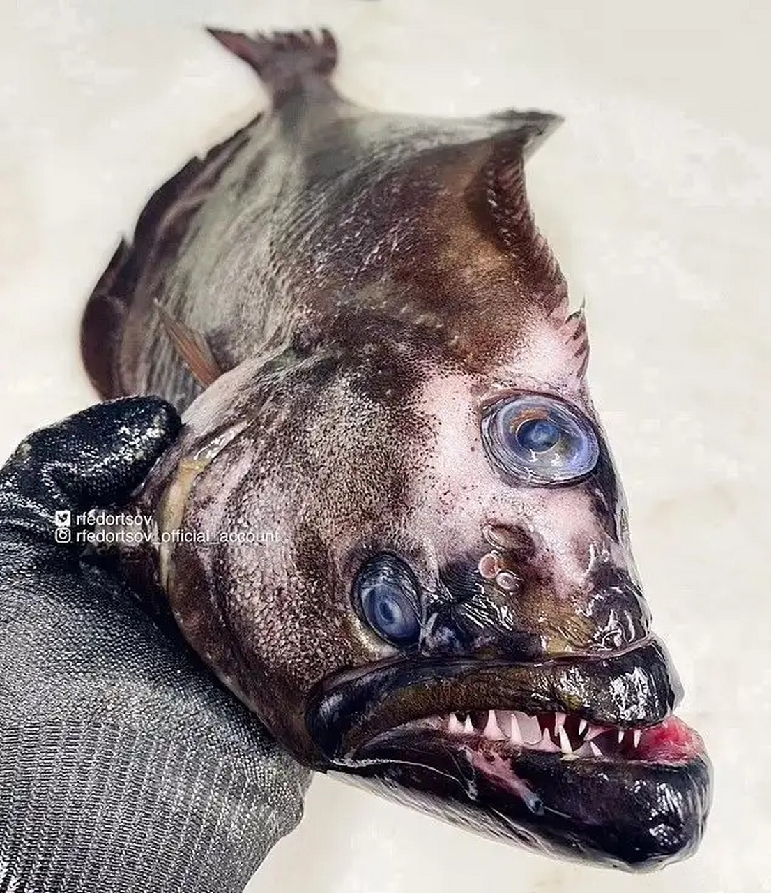 俄海岸惊现深海恐怖怪鱼,满嘴尖牙似外星生物,疑似罕见狼鳗i现身!