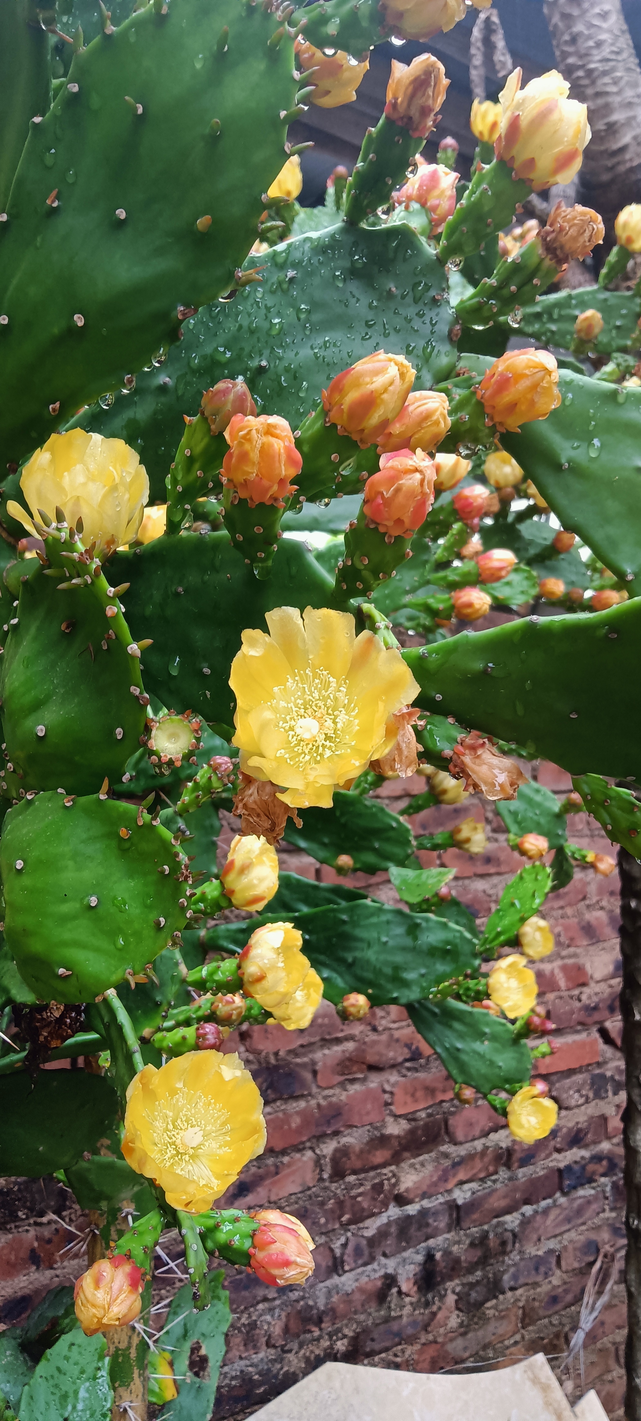 仙人掌的花 竖屏壁纸图片