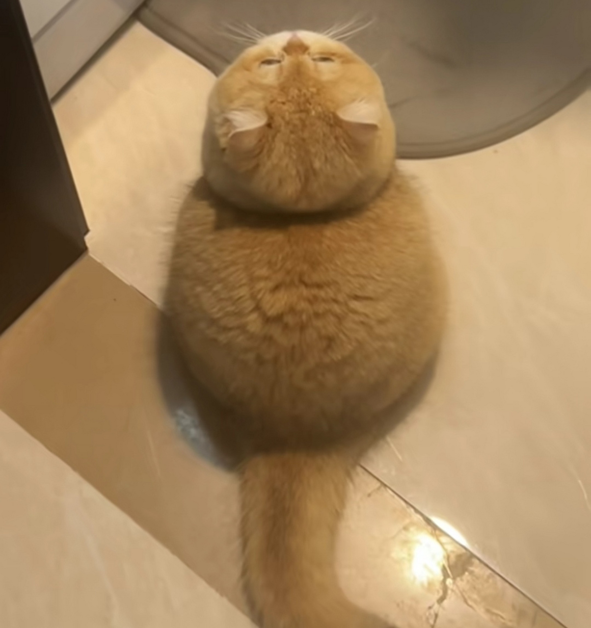 谁家的煤气罐罐啊,胖的好均匀!好可爱的小猫咪[滑稽]#猫咪