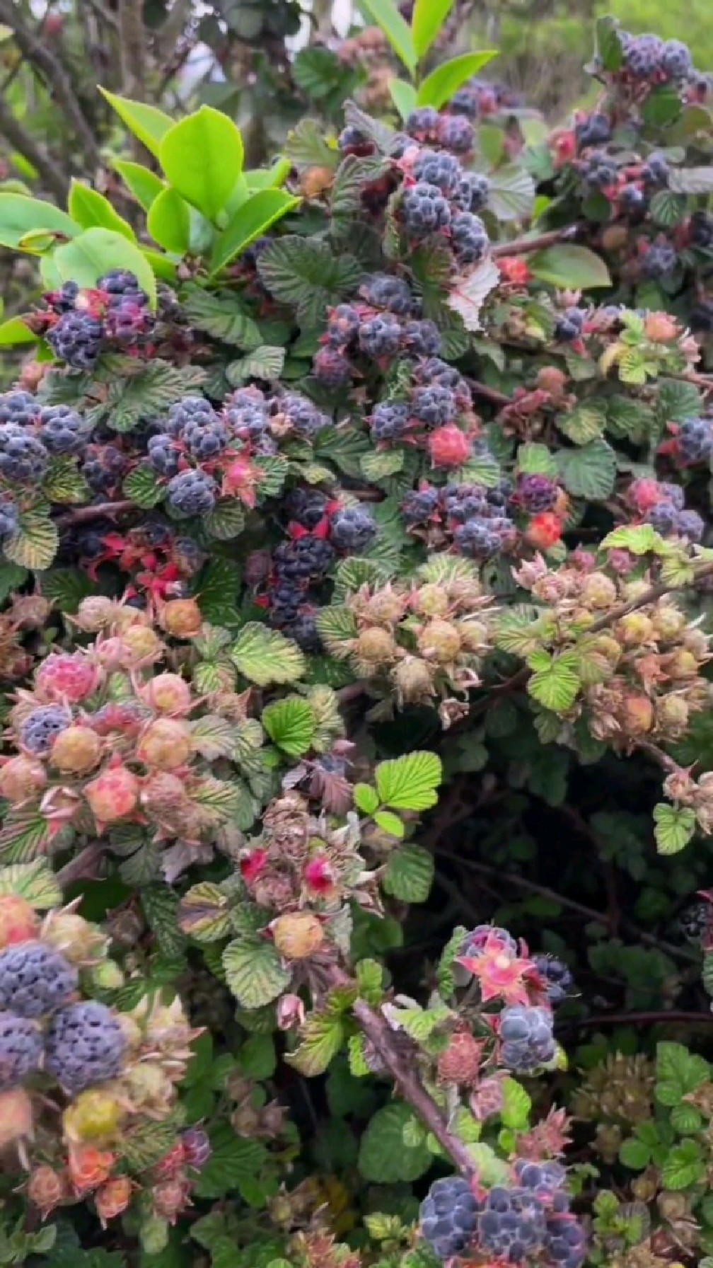 大自然的馈赠,满满儿时的味道"黑刺果",我为家乡云南云龙的黑刺果代言