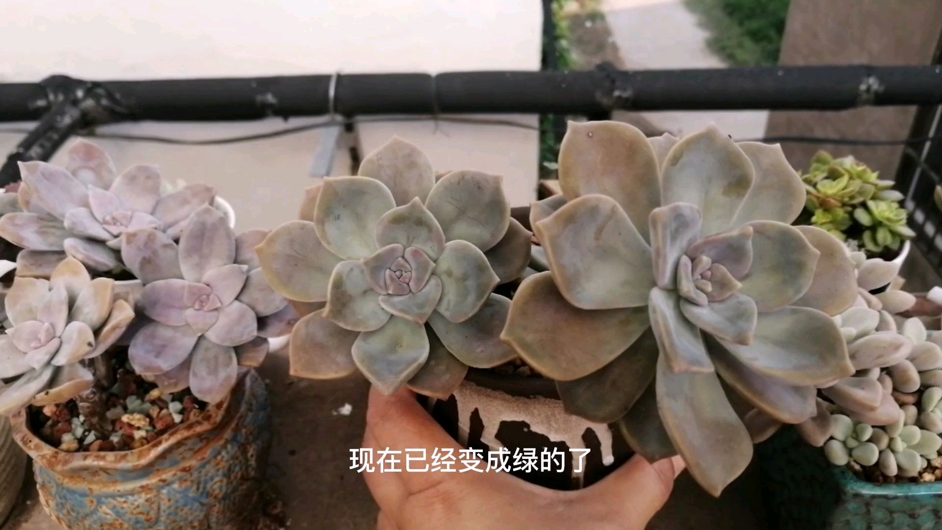 淋过雨的多肉都褪色了,紫乐绿得像盆菜