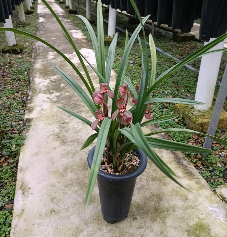 经典永流传,春剑红荷,喜欢兰花的人家里一定都有一盆,魅力十足