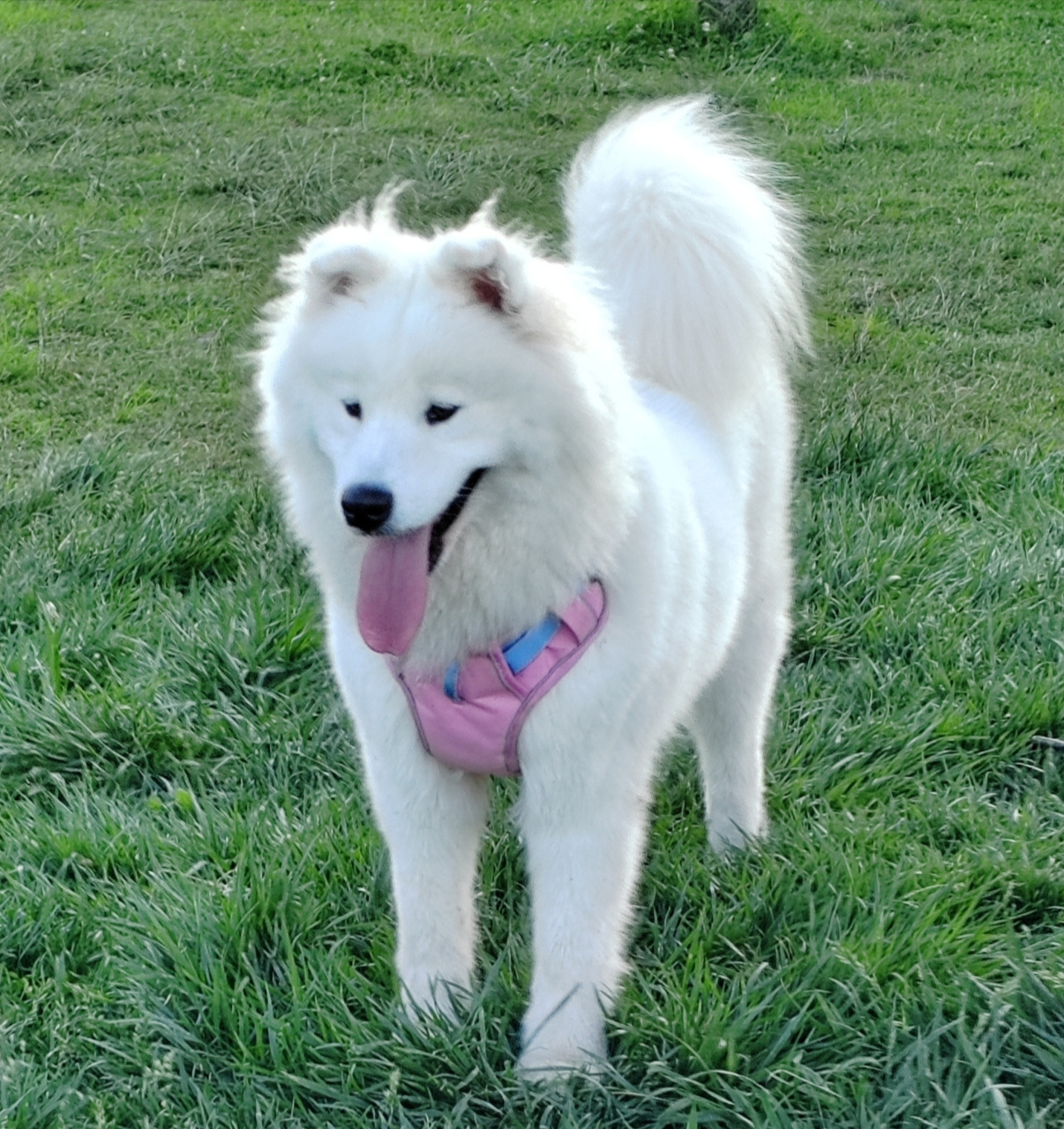 抛媚眼的萨摩耶,宠物犬写真摄影图片