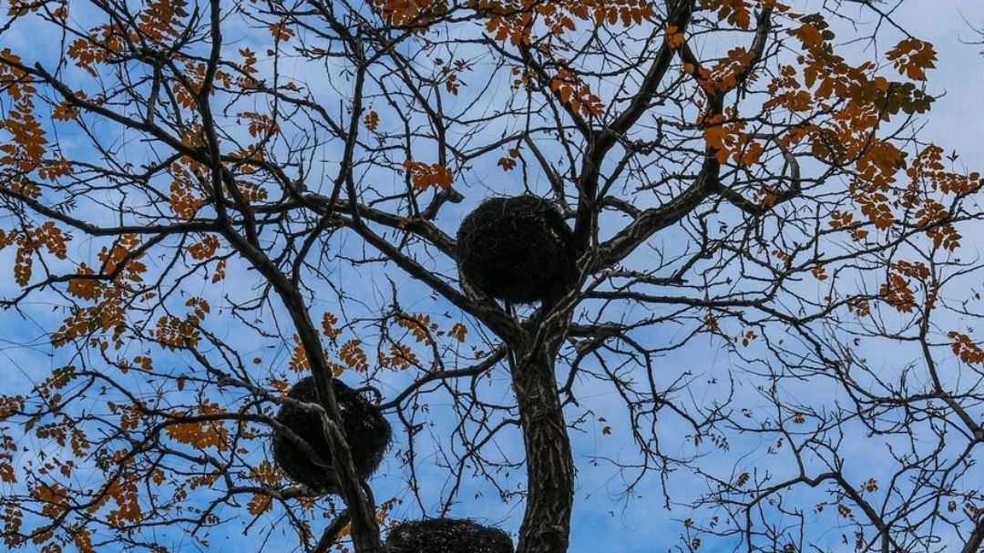 中国式的好邻居