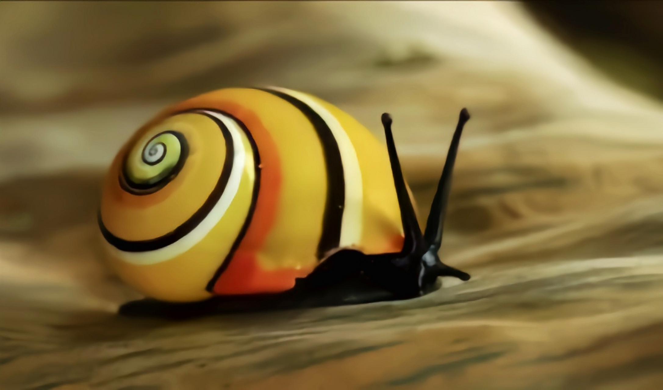 每天认识一种动物——叉线海明蜗牛 叉线海明蜗牛别名古巴彩色蜗牛,是