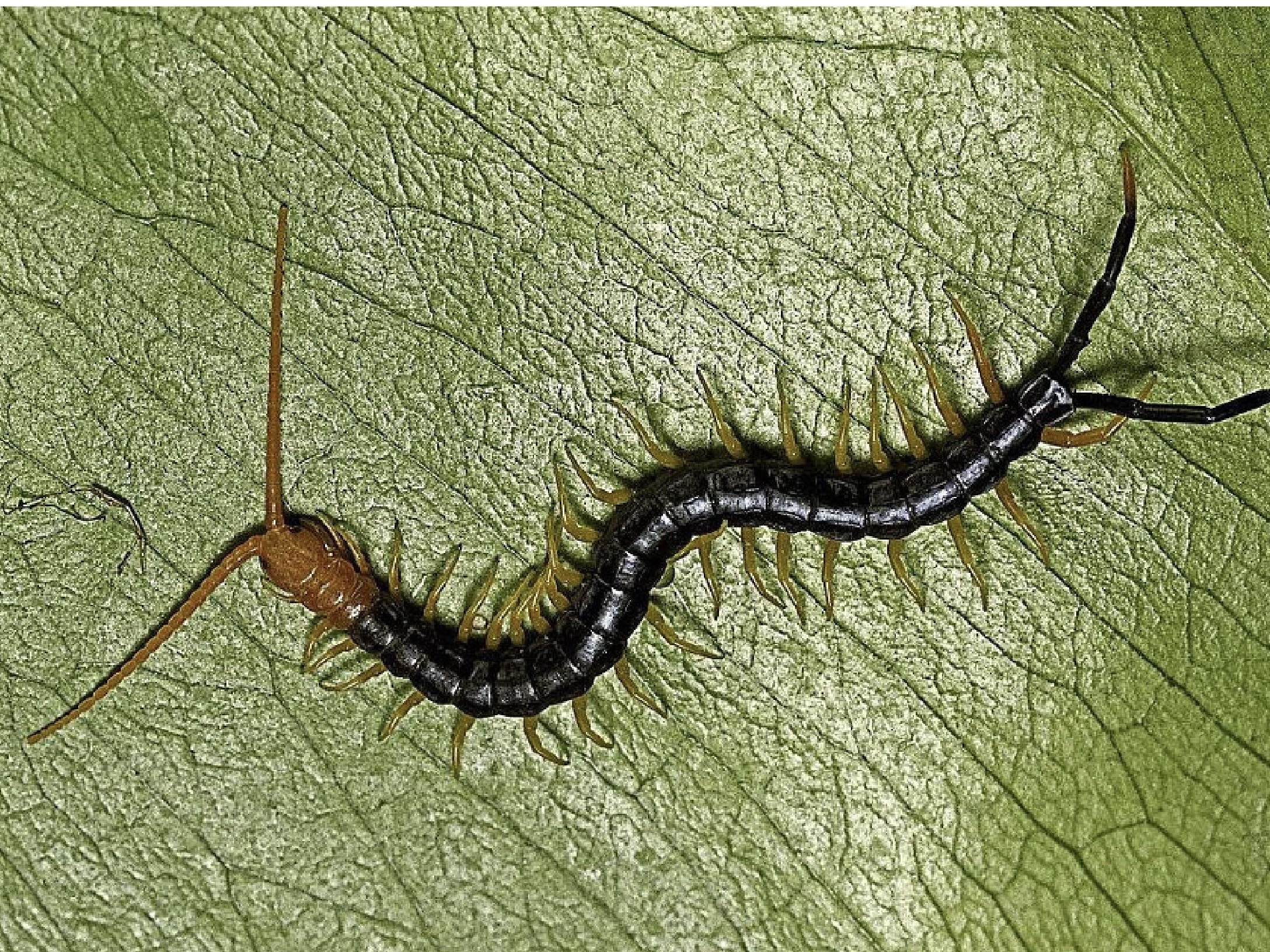 结节肿瘤的"克星",两种草一条虫,遇见千万别错过!