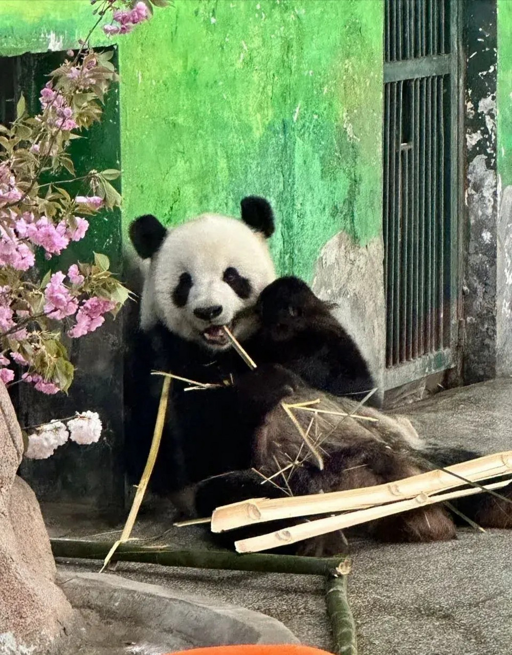 银柯蹲点这个窗口要食物,然后动物园把这个窗口用物体堵上了.