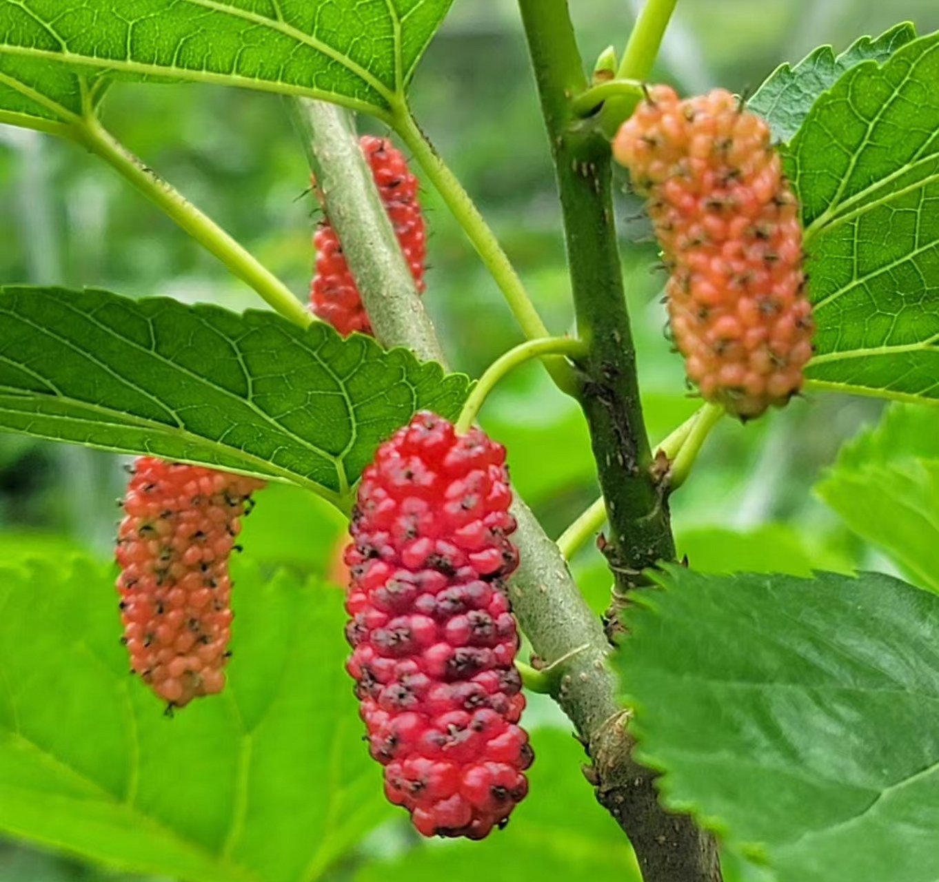桑,其桑树根叫桑白皮;果实叫桑葚;树枝叫桑枝.花期4—6月;果期7—8月.