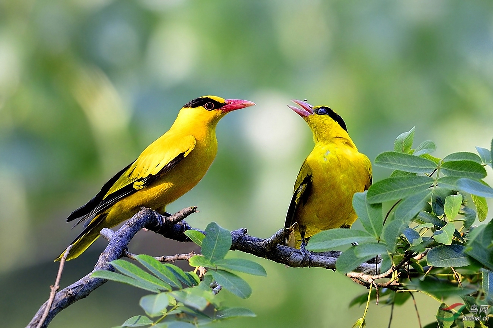 两个黄鹂鸣翠柳,一行白鹭上青天.