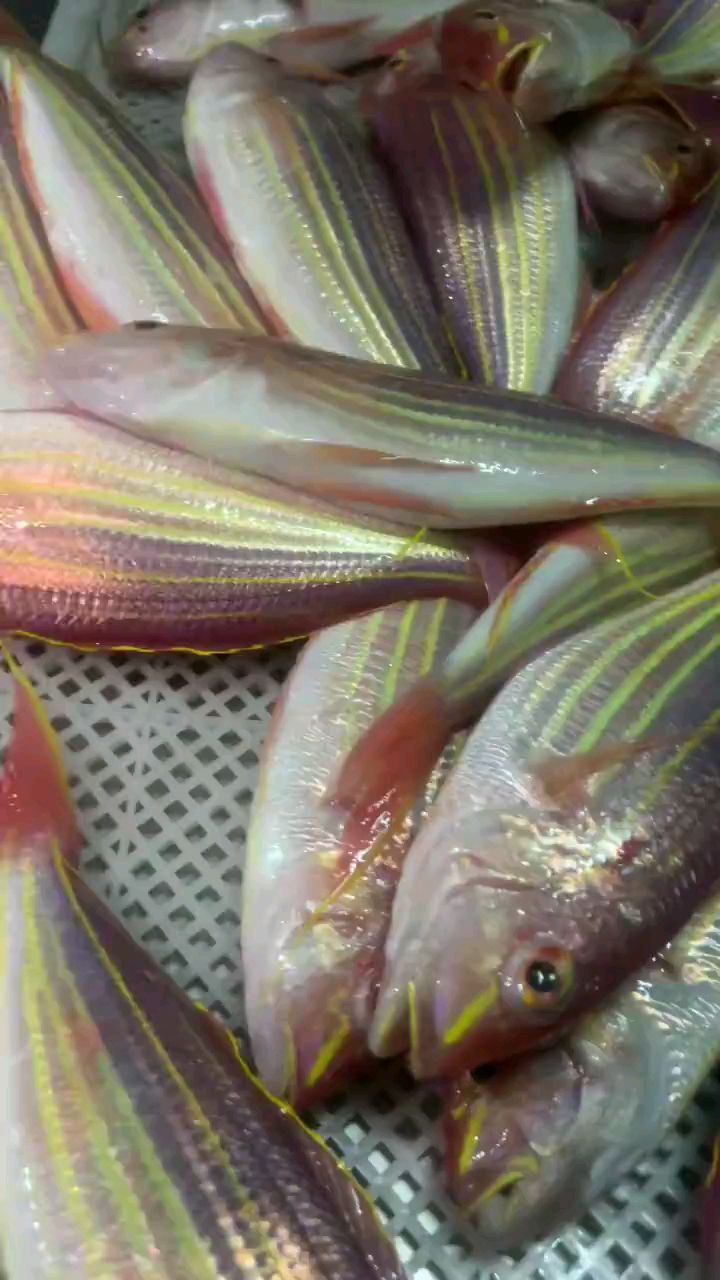 当季海钓野生金线鱼红杉鱼|东山岛海鲜-度小视