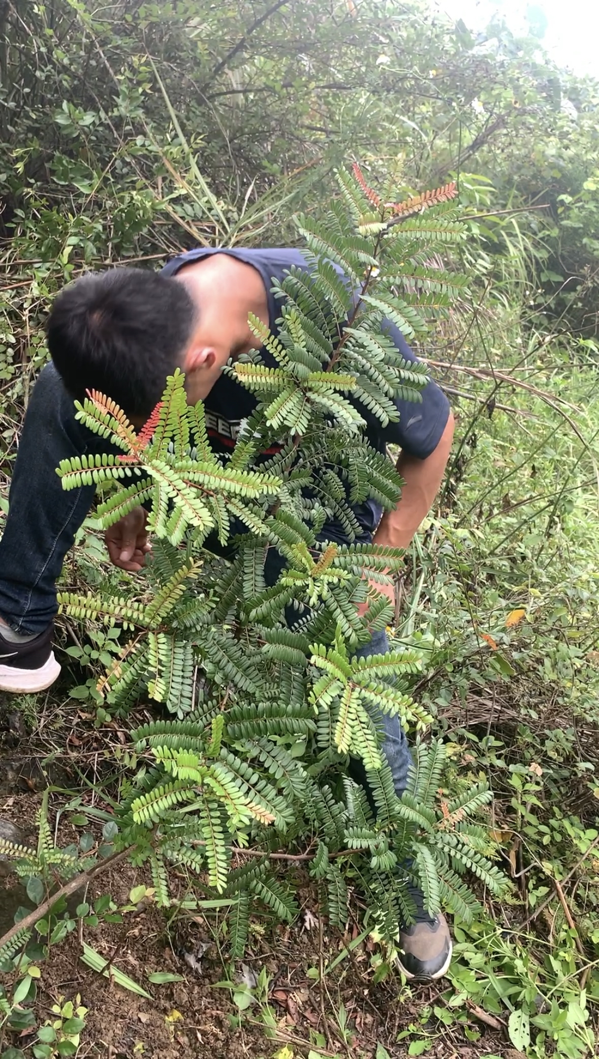 今天发现了一棵清香木 清香木是漆树科黄连木属的灌木或小乔木植物因