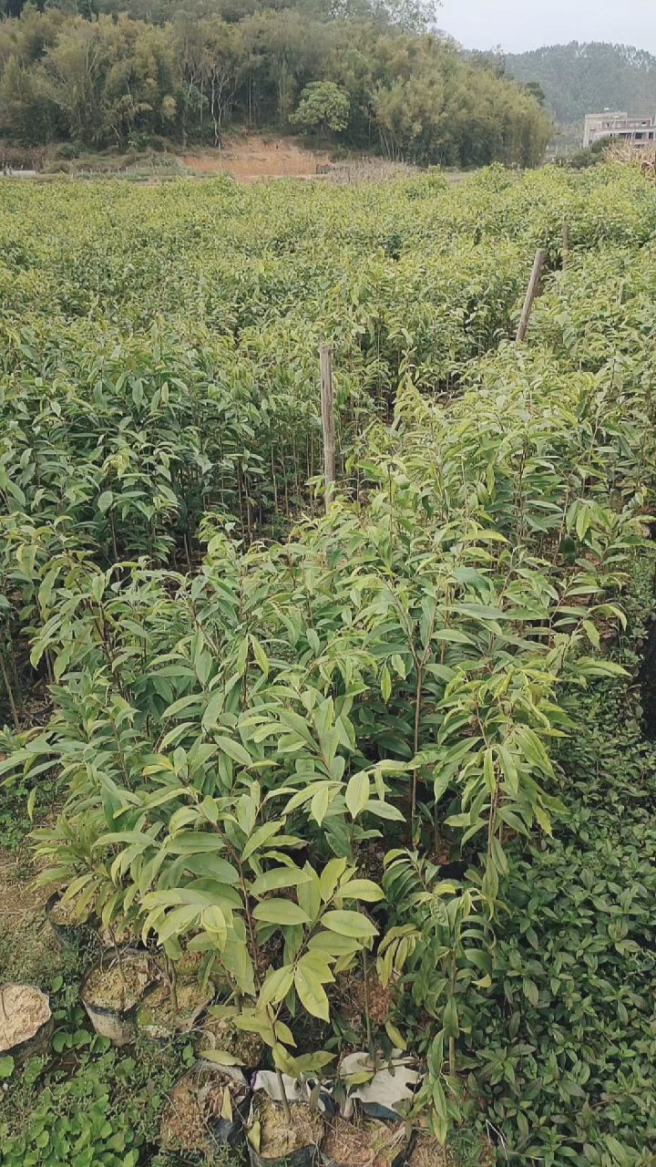 沉香樹苗奇楠樹苗沉香樹種植奇楠沉香樹種植