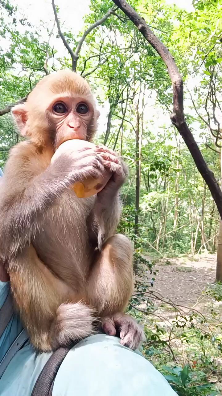 给小猴子吃桃子