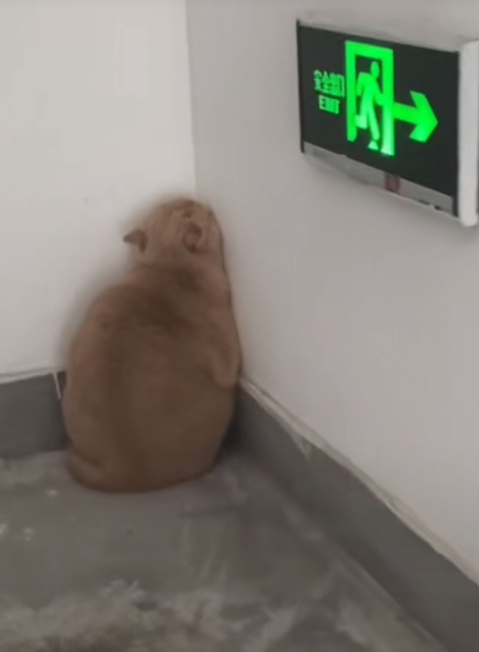 90度的墙角才能温暖猫咪冰冷的心.