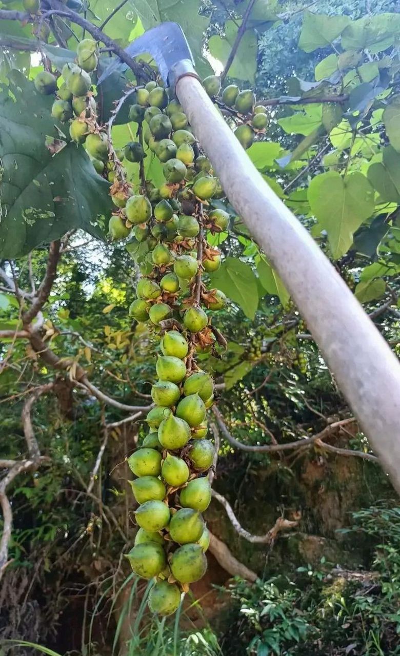 网友:梧桐树上结了好多果子呀,这果子有什么用吗?