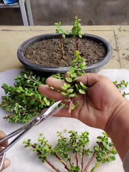 金枝玉叶扦插操作简单,生根快