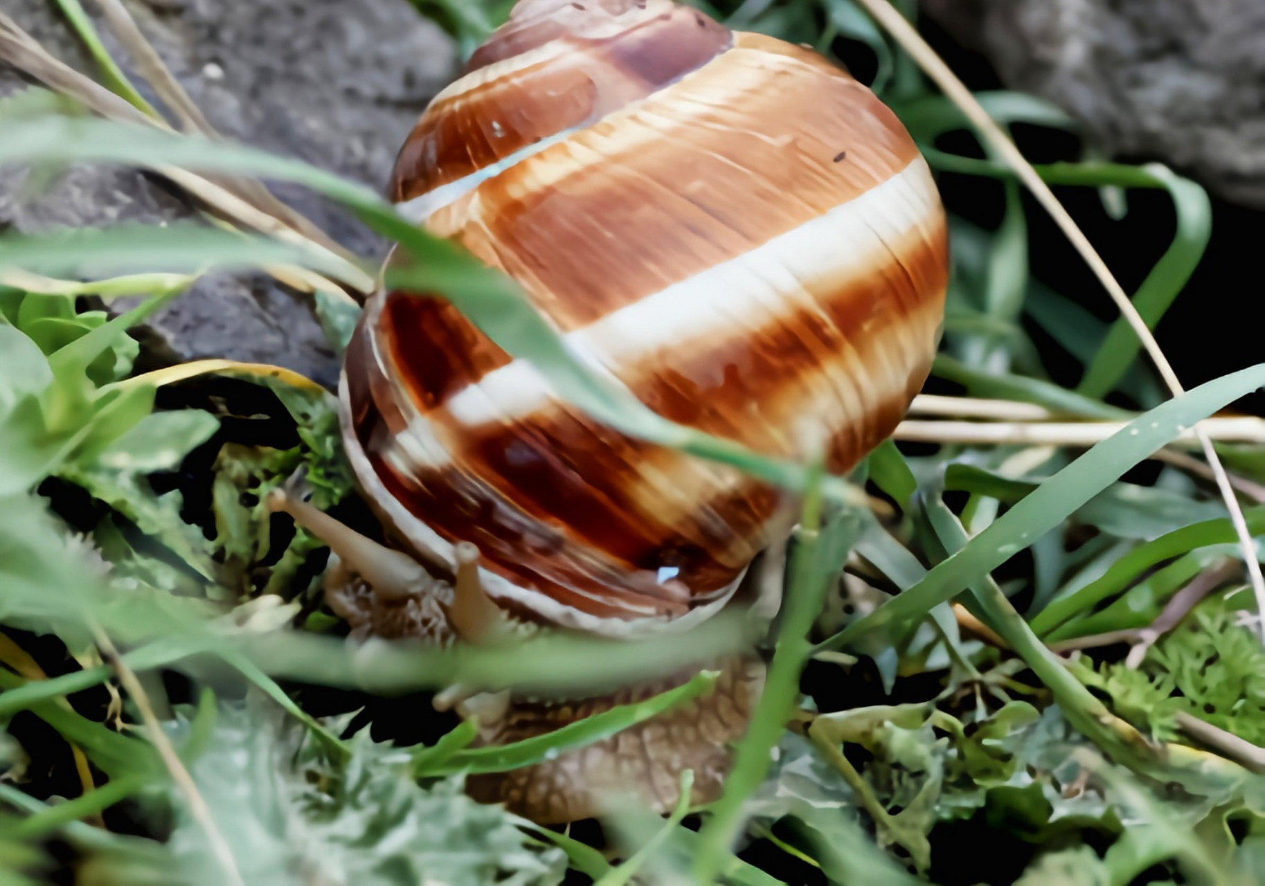 每天认识一种动物——光亮大蜗牛 光亮大蜗牛别名法国蜗牛,原产欧洲