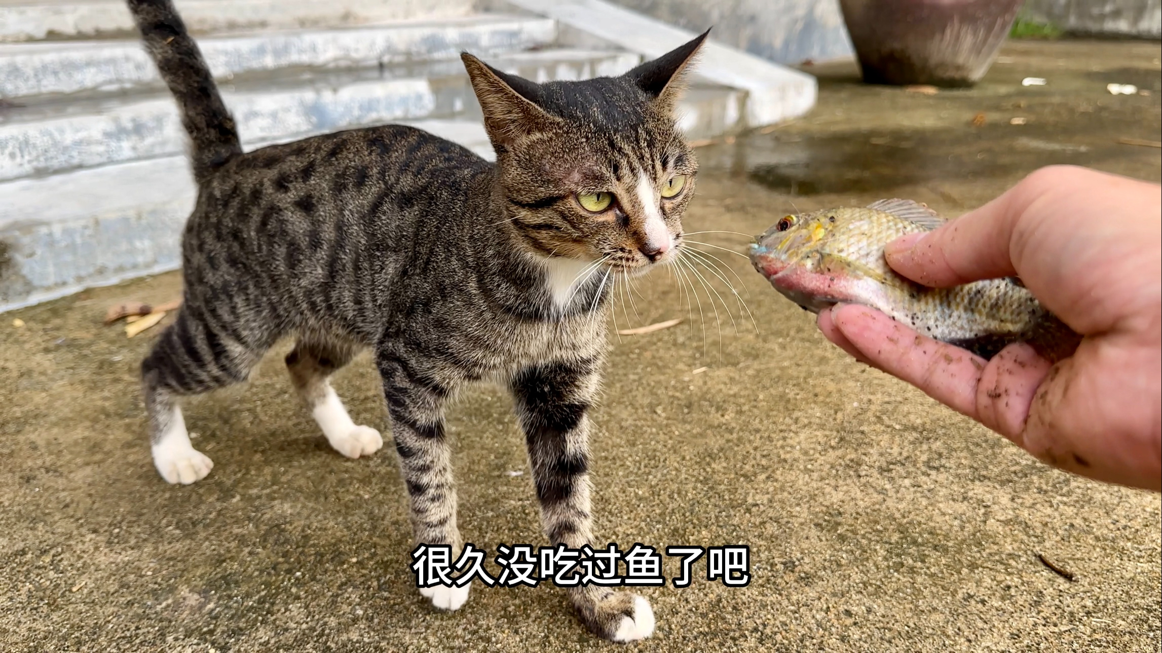 中秋钓几条鱼给小猫吃,这鱼真好钓,用蝗虫都能吊起来