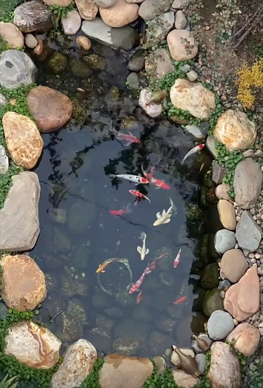 看我在河边捡的石头,在小院建的鱼池怎么样?大家也自己动手做一个吧!