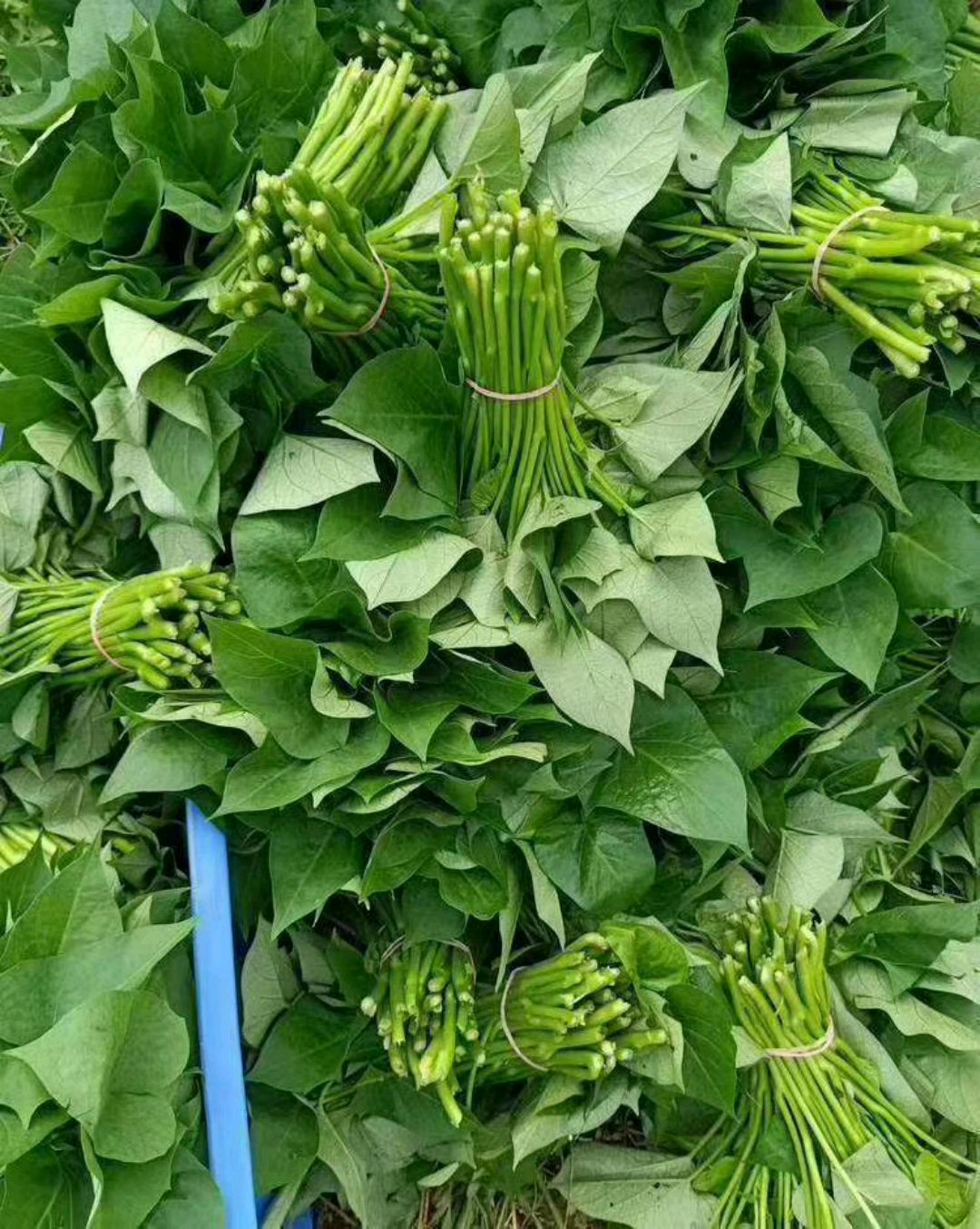 苕尖(美食的伴侣)苕尖(丰收的喜悦)这个红包就是苕尖换来的