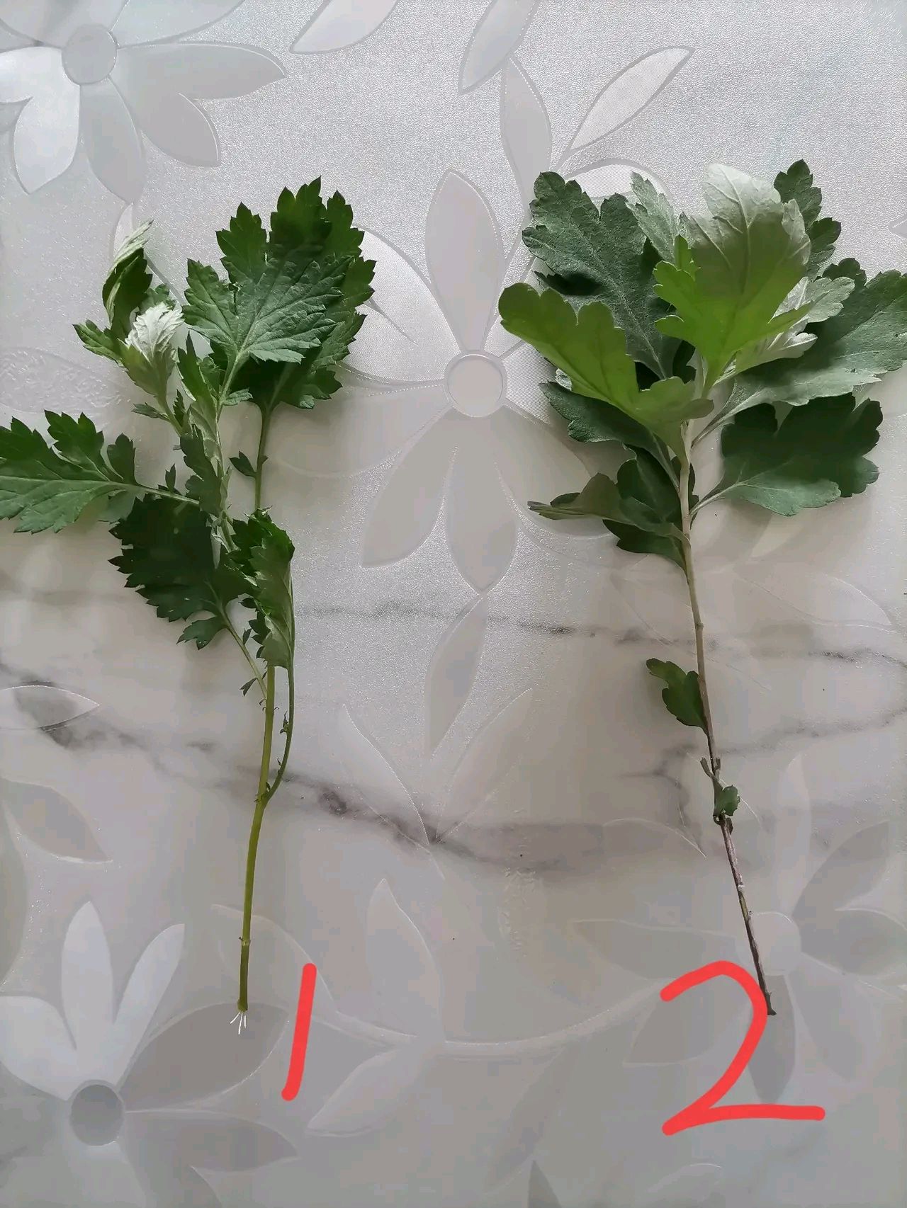 大家给看看哪个是艾草 我是真的分不出来了 1和2哪个是艾草呀
