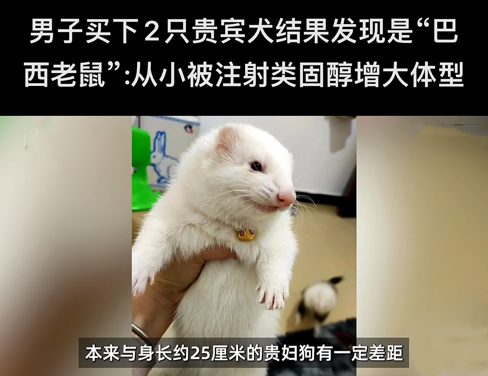 男子花150美元买狗结果是巴西老鼠 近日,阿根廷一男子以150美元(约