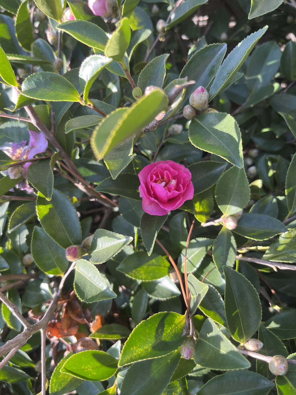 茶花开花的样子图片