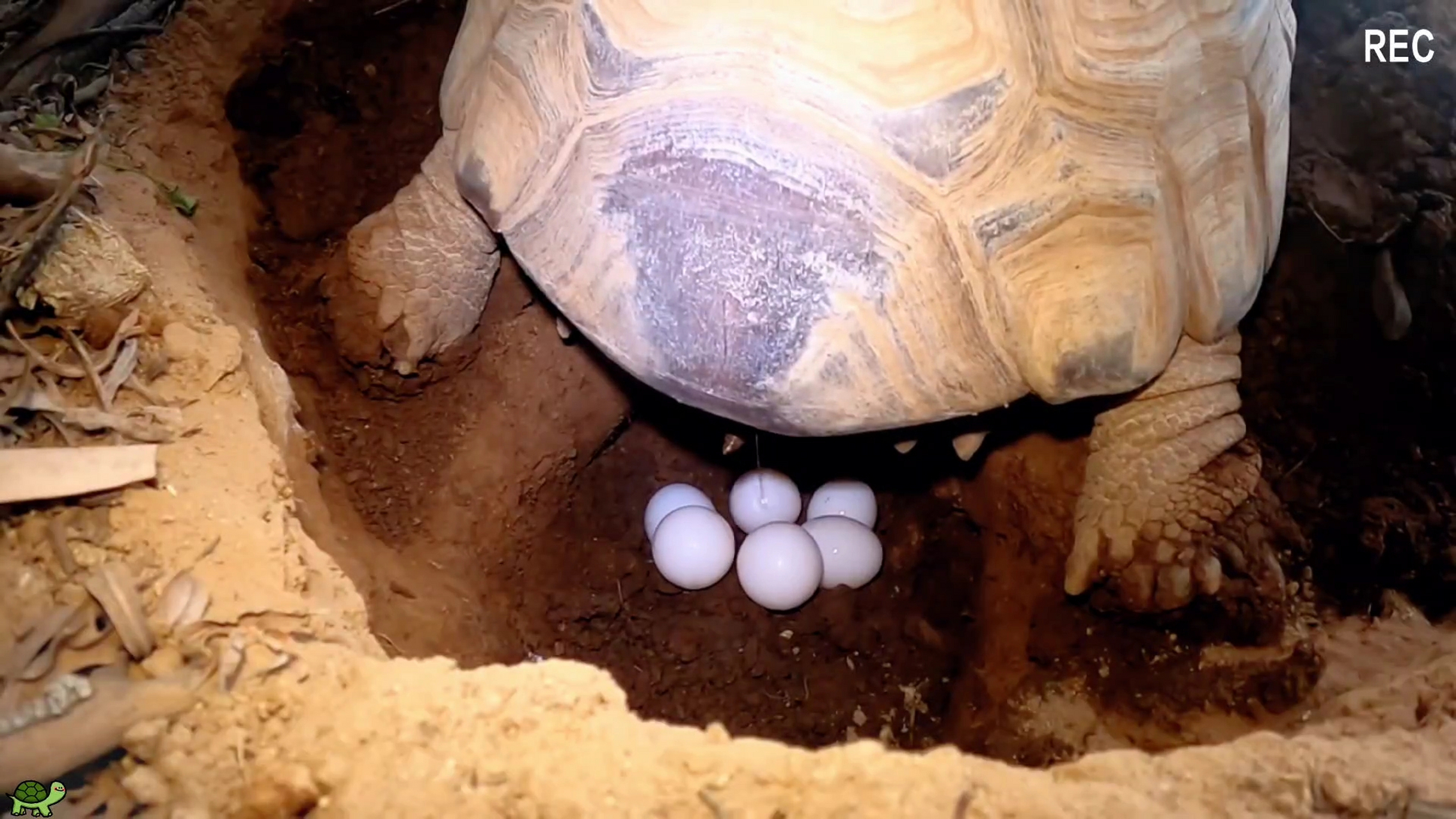 動物# 原來烏龜生寶寶是這樣生產的,要不是拍下視頻,還以為是直接生