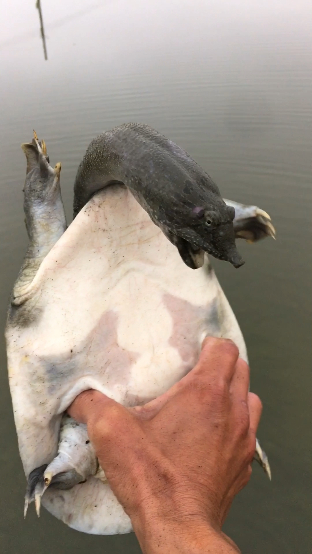 抓甲鱼有趣的瞬间